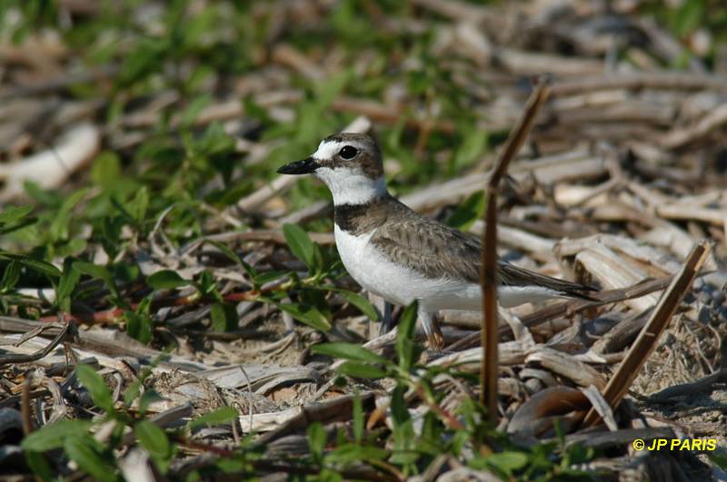 Charadrius wilsonia